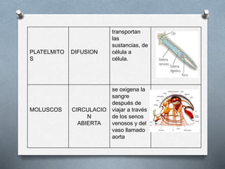 PLATELMITO
S
DIFUSION
transportan
las
sustancias, de
célula a
célula.
MOLUSCOS CIRCULACIO
N
ABIERTA
se oxigena la
sangre
después de
viajar a través
de los senos
venosos y del
vaso llamado
aorta
 