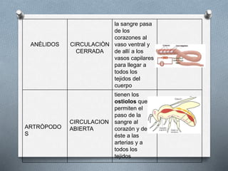 ANÈLIDOS CIRCULACIÒN
CERRADA
la sangre pasa
de los
corazones al
vaso ventral y
de allí a los
vasos capilares
para llegar a
todos los
tejidos del
cuerpo
ARTRÒPODO
S
CIRCULACION
ABIERTA
tienen los
ostiolos que
permiten el
paso de la
sangre al
corazón y de
éste a las
arterias y a
todos los
tejidos
 