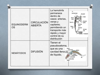 EQUINODERM
OS
CIRCULACIÒN
ABIERTA
La hemolinfa
permanece
dentro de
vasos: arterias,
venas y
capilares;
permitiendo un
transporte más
rápido y mayor
control de su
distribución
NEMÀTODOS
DIFUSIÒN
Tienen el
pseudoceloma,
que es una
cavidad llena
de líquido,
 