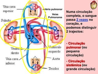 Artéria pulmonarVeias PulmonaresNuma circulação completa, o sangue passa 2 vezes no coração, e podemos distinguir 2 trajectos:Circulação pulmonar (ou pequena circulação)