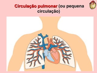Circulação pulmonar (ou pequena circulação)