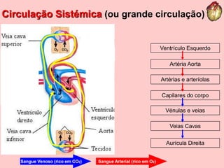 Artéria pulmonarVeias PulmonaresCirculação Sistémica(ou grande circulação)Ventrículo EsquerdoArtéria AortaArtérias e arteríolasCapilares do corpoVénulas e veiasVeias CavasAurícula DireitaSangue Venoso (rico em CO2)Sangue Arterial (rico em O2)