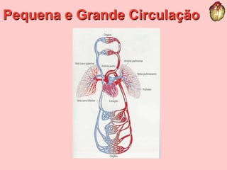 Pequena e Grande Circulação