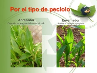 Por el tipo de peciolo
         Abrasador                       Envainador
Cuando rodea parcialmente al tallo   Rodea al tallo por completo
 
