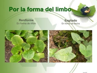 Por la forma del limbo
    Reniforme           Sagitado
  En forma de riñón   En forma de flecha
 