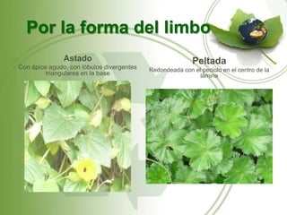 Por la forma del limbo
               Astado                                     Peltada
Con ápice agudo, con lóbulos divergentes   Redondeada con el peciolo en el centro de la
         triangulares en la base                            lámina
 