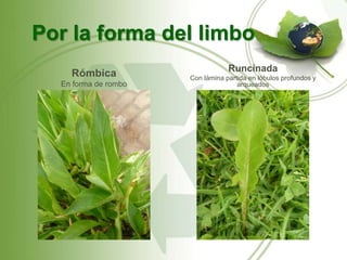 Por la forma del limbo
                                  Runcinada
    Rómbica           Con lámina partida en lóbulos profundos y
  En forma de rombo                  arqueados
 