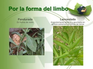 Por la forma del limbo
    Pandurada                    Lanceolada
   En forma de violín   Angostamente elíptica y apuntada en
                         ambos extremos en forma de lanza
 