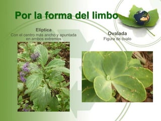 Por la forma del limbo
            Elíptica
Con el centro más ancho y apuntada     Ovalada
        en ambos extremos            Figura de óvalo
 