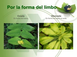 Por la forma del limbo
      Ovada                 Obovada
  En forma de huevo   En forma de huevo al revés
 