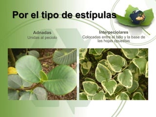 Por el tipo de estípulas
      Adnadas                   Interpeciolares
   Unidas al peciolo   Colocadas entre el tallo y la base de
                              las hojas opuestas
 