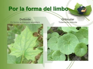 Por la forma del limbo
         Deltoide                    Orbicular
En forma de triangulo equilátero   Totalmente redonda
 