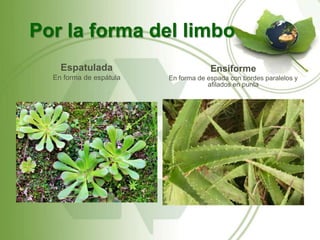 Por la forma del limbo
    Espatulada                        Ensiforme
  En forma de espátula   En forma de espada con bordes paralelos y
                                     afilados en punta
 