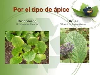 Por el tipo de ápice
  Redondeado                  Obtuso
 Completamente curvo   Si forma un ángulo obtuso
 