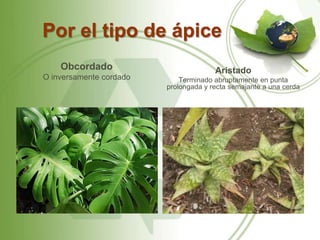 Por el tipo de ápice
    Obcordado                          Aristado
O inversamente cordado       Terminado abruptamente en punta
                         prolongada y recta semajante a una cerda
 