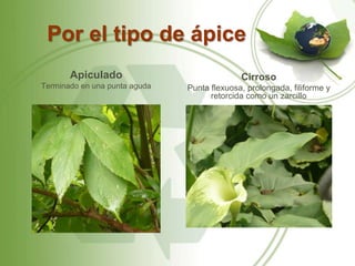 Por el tipo de ápice
       Apiculado                             Cirroso
Terminado en una punta aguda   Punta flexuosa, prolongada, filiforme y
                                     retorcida como un zarcillo
 