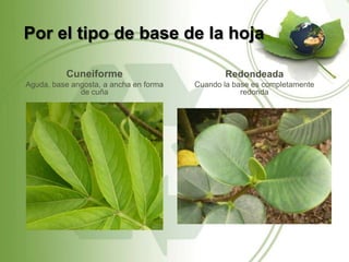 Por el tipo de base de la hoja

          Cuneiforme                           Redondeada
Aguda, base angosta, a ancha en forma   Cuando la base es completamente
              de cuña                               redonda
 