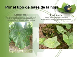 Por el tipo de base de la hoja
           Acorazonada                                  Auriculada
Con la base redondeada en el centro, en el       Con los lados de la base del limbo
  cual se presenta una hendidura más o       prolongadas para formar dos especies de
 menos profundo del cual sale el peciolo                       orejas
 