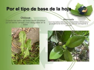 Por el tipo de base de la hoja
                Oblicua
Cuando los lados del limbo están divididos                      Atenuada
por el nervio central y son desiguales en la   Con los lados inferiores constreñidos cóncavos y
                                               gradualmente formando un pecíolo semejante a
                    base                                            una ala
 