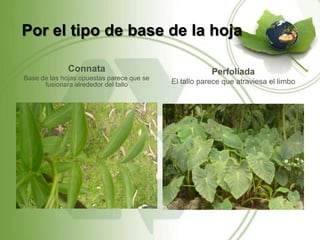 Por el tipo de base de la hoja

              Connata                                  Perfoliada
Base de las hojas opuestas parece que se
      fusionara alrededor del tallo        El tallo parece que atraviesa el limbo
 
