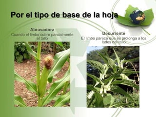 Por el tipo de base de la hoja
          Abrasadora
Cuando el limbo cubre parcialmente              Decurrente
              el tallo               El limbo parece que se prolonga a los
                                                 lados del tallo
 