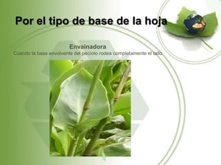 Por el tipo de base de la hoja

                        Envainadora
Cuando la base envolvente del pecíolo rodea completamente el tallo
 