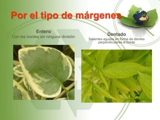 Por el tipo de márgenes
             Entero
Con los bordes sin ninguna división
                                                  Dentado
                                      Salientes agudas en forma de dientes
                                            perpendiculares al borde
 