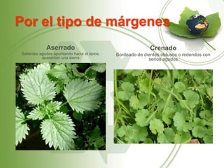 Por el tipo de márgenes
              Aserrado                                       Crenado
 Salientes agudas apuntando hacia el ápice,   Bordeado de dientes obtusos o redondos con
            aparentan una sierra                            senos agudos
 