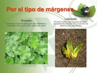 Por el tipo de márgenes
                                                         Lobulado
               Sinuado                        División hasta más o menos la mitad,
Teniendo el borde desigual con salientes y   parcialmente dividido en un número de
 entrantes más profundas unas que otras              determinado segmentos
 
