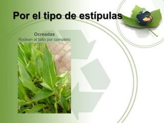 Por el tipo de estípulas
         Ocreadas
 Rodean al tallo por completo
 