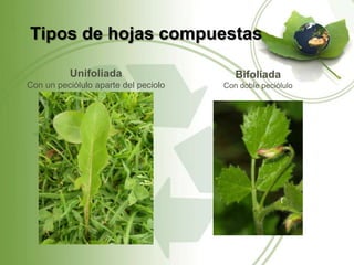 Tipos de hojas compuestas

          Unifoliada                     Bifoliada
Con un peciólulo aparte del peciolo   Con doble peciólulo
 