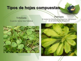 Tipos de hojas compuestas

        Trifoliada                            Palmada
                              Si todos los foliolos se encuentran agrupados
 Cuando tiene tres foliolos            en el extremidad del peciolo
 