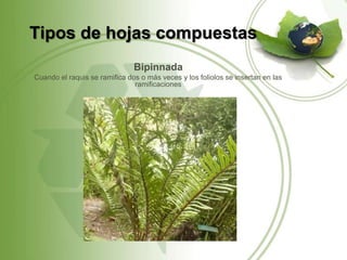Tipos de hojas compuestas
                               Bipinnada
Cuando el raquis se ramifica dos o más veces y los foliolos se insertan en las
                               ramificaciones
 