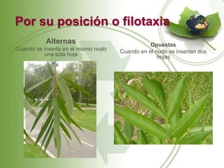 Por su posición o filotaxia
           Alternas                             Opuestas
Cuando se inserta en el mismo nudo   Cuando en el nudo se insertan dos
          una sola hoja                            hojas
 