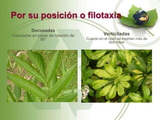 Por su posición o filotaxia
          Decusadas
Colocadas en pares de rotación de             Verticiladas
              90°                   Cuando en el nudo se insertan más de
                                                 dos hojas
 