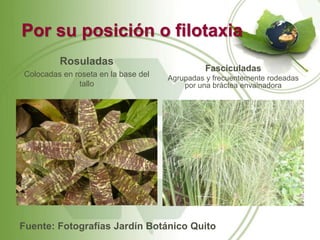 Por su posición o filotaxia
         Rosuladas
                                               Fasciculadas
Colocadas en roseta en la base del   Agrupadas y frecuentemente rodeadas
              tallo                      por una bráctea envainadora




Fuente: Fotografías Jardín Botánico Quito
 