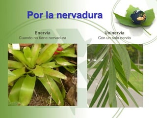 Por la nervadura
        Enervia                Uninervia
Cuando no tiene nervadura   Con un solo nervio
 