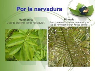 Por la nervadura
          Multinervia                            Pinnada
Cuando presenta varias nervaduras   Son con ramificaciones laterales que
                                    se se ramifican de un nervio central
 