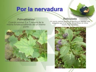 Por la nervadura
         Palmatinervia                                 Reticulada
                                       Un nervio central grueso se ramifica en nervios más
 Cuando existen 3 a 7 nervios de la      delgados que a su veces se ramifican en otros
misma fortaleza saliendo de un mismo                  mucho más delgados
                punto
 