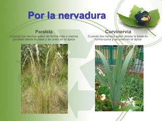 Por la nervadura
                Paralela                                   Curvinervia
Cuando los nervios salen de forma más o menos   Cuando los nervios salen desde la base en
 paralela desde la base y se unen en el ápice      forma curva y se unen en el ápice
 