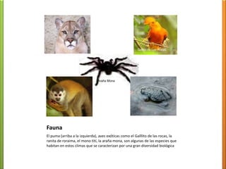 Fríos de Altura Tropical La clasificaciónqueaquí se representaesmuy general, un estudiomásdetalladonosarrojaríavariosclimastransicionalesademás de los tiposqueaquí se muestran. Fuente: http://www.visitinglatinamerica.com/latinoamerica/mapas-latinamerica/mapa-venezuela-climas.htm
