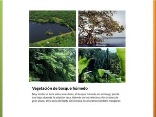 Ami Bosque muyhúmedoperennifoliotransicional