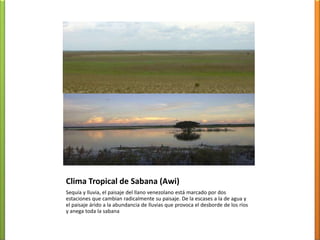 Awísabanas (herbazáles) y bosquestropófitos sub-húmedos