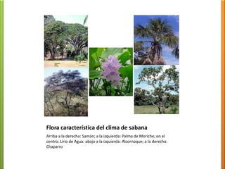 Aw’’(s’’)I sabanas (herbazáles) y bosquestropófitoshúmedos