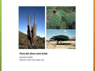 Hi frios de altamontaña. De páramosvegetaciónmuyescasaLluviosos tropicalesSelva Amazónica(Afi)Bosque Húmedo (Ami)Sabana (Awi)