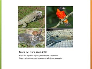 Selva Amazónica (Afi)Temperatura del mes más frío es igual o superior a los 18º C (entre 20 y 25º C)Pluviosidad: Promedio de 2000 mm anualesOcurrencia más persistente entre los 5º N y 5º S (Convergencia Intertropical)Relieves bajosAbundante evaporación y humedad