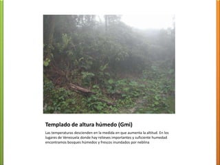 Sabana (Awi)Temperatura promedio anual por encima de los 25º C Pricipitaciones entre 800 y 1500 mm anualesDos estaciones Lluviosa y Seca