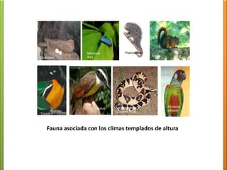 Fauna llanera (clima de sabana)DantaArriba: a la izquierdagavilán; a la derecha: DantaCentro: LapaAbajo: a la izquierda: carrao; a la derecha: Paujía