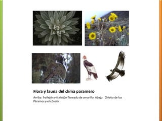 Flora del clima semi áridoIzquierda: CardónDerecha: arriba Tuna; abajo: Cují