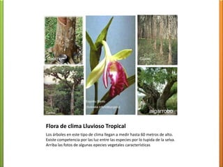Templados de altura tropical